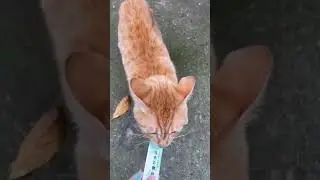 I love cats 🐈 #funny #catstagram #funnyanimals #funnycute #catlaughs #funnypets #animal #kittycat