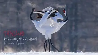 Tancho — Magnificent Red-Crowned Cranes