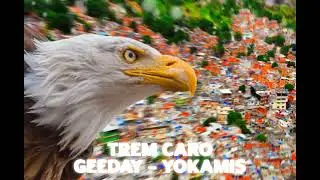 TREM CARO - Geeday, Yokamis