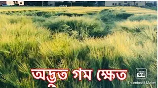 এতো সুন্দর গম ক্ষেত আগে দেখিনি ! Most Beautiful Wheat Field ! Fardina Youtuber ! Bangla Vlog