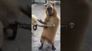 Xddd