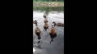 Утки Красноусольска