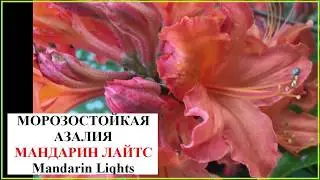 Азалия Мандарин Лайтс