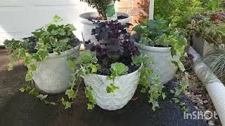 See my Fall/winter containers for the front of my garage. 8 planters and some beautiful plants.
