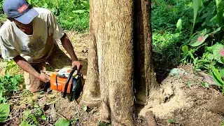 Ndodos technique Cutting down 1 teak tree for 2 million Stihl MS 382 chainsaw