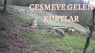 ÇEŞMEYE GELEN KURTLAR ! FOTOKAPAN KONTROLÜNDE HANGİ HAYVANLAR ÇIKTI ? KURT, DOMUZ, TAVŞAN, TİLKİ