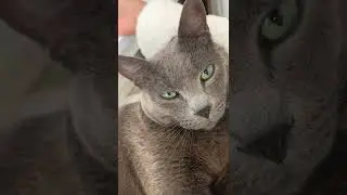 Cat purring loudly
