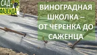 Виноградная школка. Посадка черенков для получения саженцев.