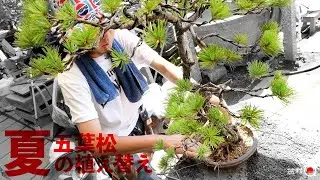 五葉松の「夏」の植え替え！注意点と方法を解説【盆栽Q】