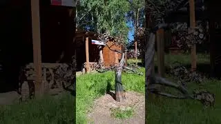 Железное... дерево! #shorts
