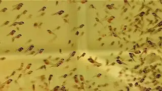 Неон на нерест, еще кладка икры Скалярий, результат стайного нереста красных Барбусов