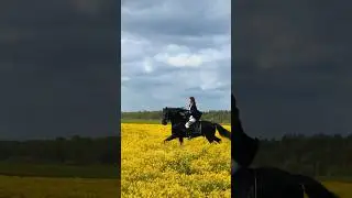 Позируем с Хартом 💔 #конныйблог #horse #конныйтуризм #конныепрогулки #галоп #фриз #жеребец #можайск
