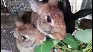 Rabbits 🐇