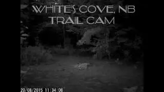 New Brunswick Trail Cam 2015