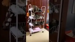 Very funny and cute animals 2023