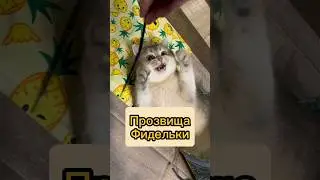 Один кот — много имён #cats