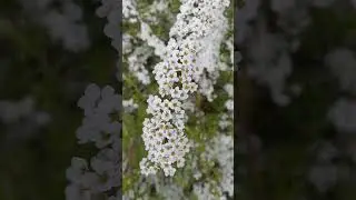 Спирея.Скорей бы май🤗