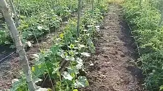 #огурцы месяц после заморозка