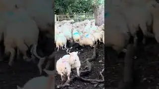Bring them on Macs #sheep #sheepfarming #farming #sheephusbandry #sheepdog