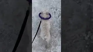 С первым днём весны. Прогулки с цвергшнауцером