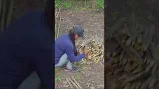 Survival Camping #shorts #survival #bushcraft #camp #survivalskills #fyp