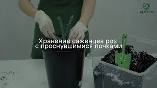 Хранение саженцев роз с почками