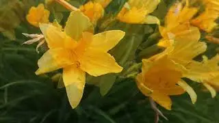 Лилейник