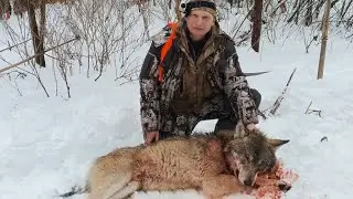 WOLF HUNT // JANUARY 2023 // WOLVES IN AN ENSURE.