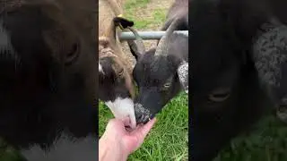 Ням-ням😀