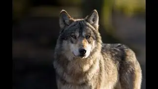 Волки-wolves