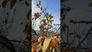 Хурма с моего огорода 27.10.2021 