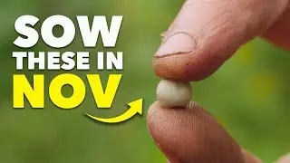 You Must Sow These in November