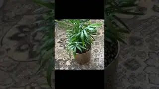 How you can save your Plants (Urdu/Hindi)/ take care of your plants/ My life in Sweden 