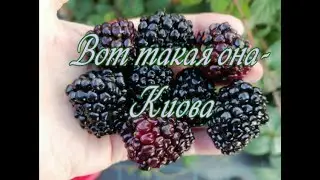 ВОТ ТАКАЯ ОНА  КИОВА