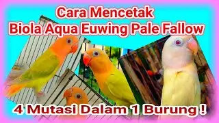 How to Breed the Lovebird Biola Aqua Euwing PF So That It Can Quickly Break Through