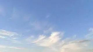 Пение птиц