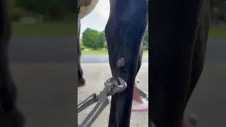 Trimming a Very Tiny Chestnut #horse #oddlysatisfying #satisfying #horsecare #farrier