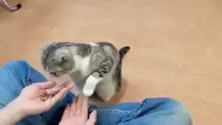 Консервы для кошек_Консервы для кошек