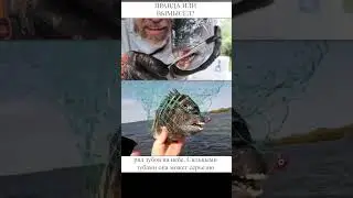 У этих рыб человеческие зубы 😲😲😲