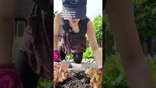 Front yard veggie garden 