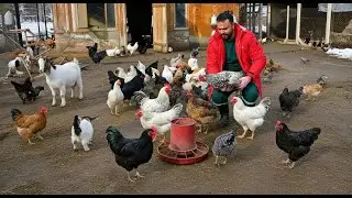 Our Baby Goat Has Grown Up! 🐐 | I Caught Too Many Roosters 🐓 | Chicken Farming & Farm Life in the...