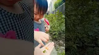 panen buah #shorts #short #viralvideo #shortvideo #funny