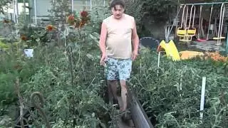 Томаты в открытом грунте.