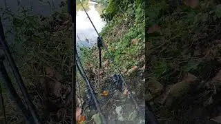 piękne branie ryby zapraszam na moj kanal #wędkarstwo #łowienie #carpfishing #carp
