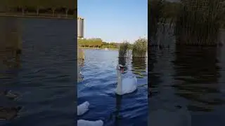 Cygnes à Choisy le roi