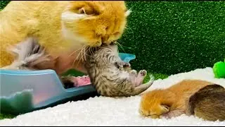 Momma cat carries kitten / Satisfying Video