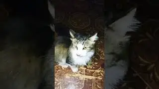 Кот даёт лапу! часть 3