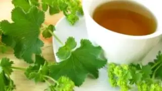 Манжетка обыкновенная