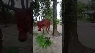 কোরবানির গরু পার্ট ৪ #shorts