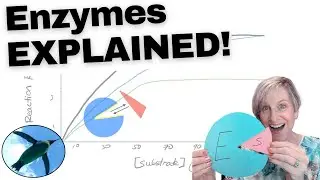 Enzyme Regulation EXPLAINED! 🐧